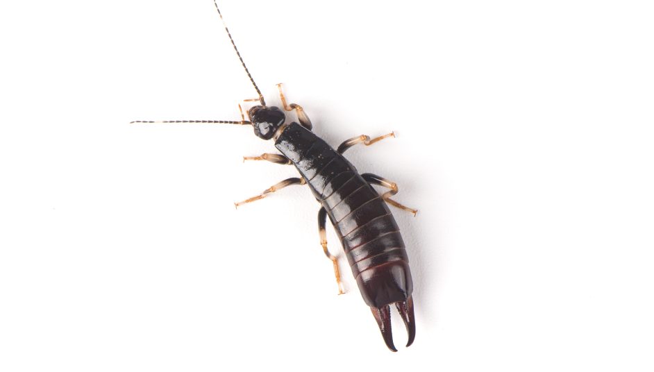earwig