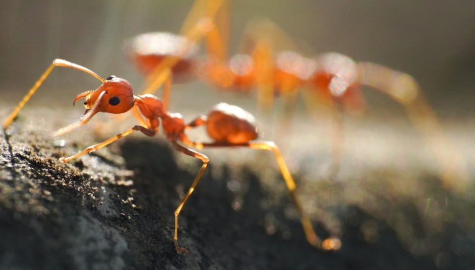 ant