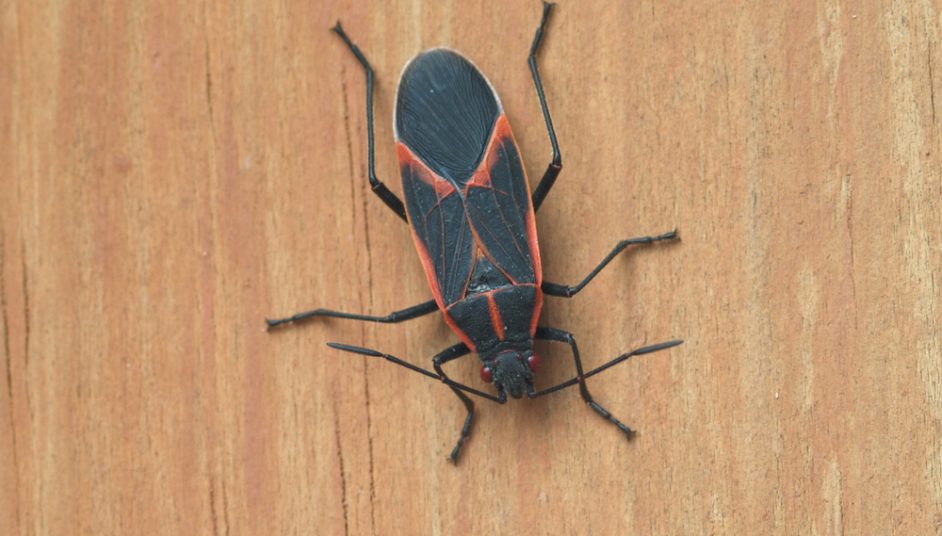 boxelder bug