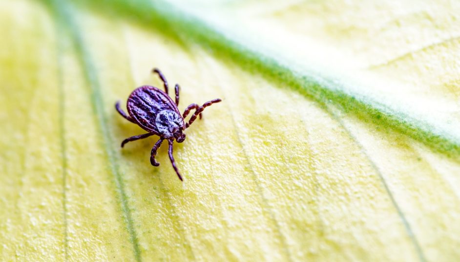 a tick on a leaf