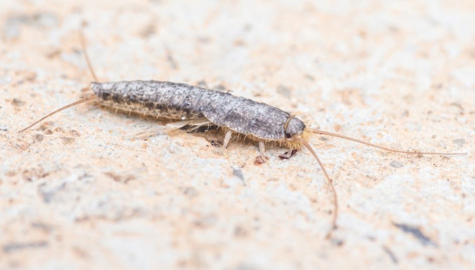a silverfish