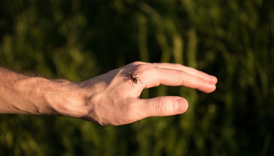 a bug on a hand