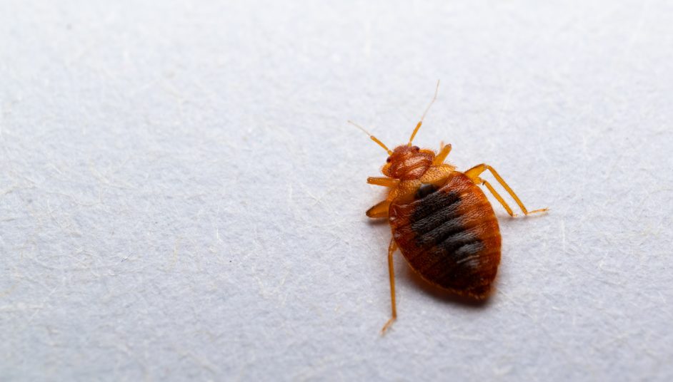 a bed bug