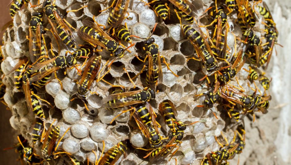 a wasp nest