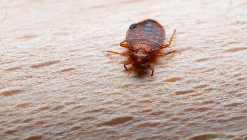 a bed bug