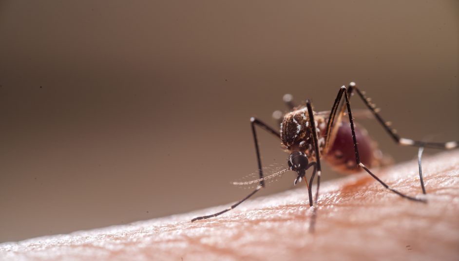 a mosquito on skin