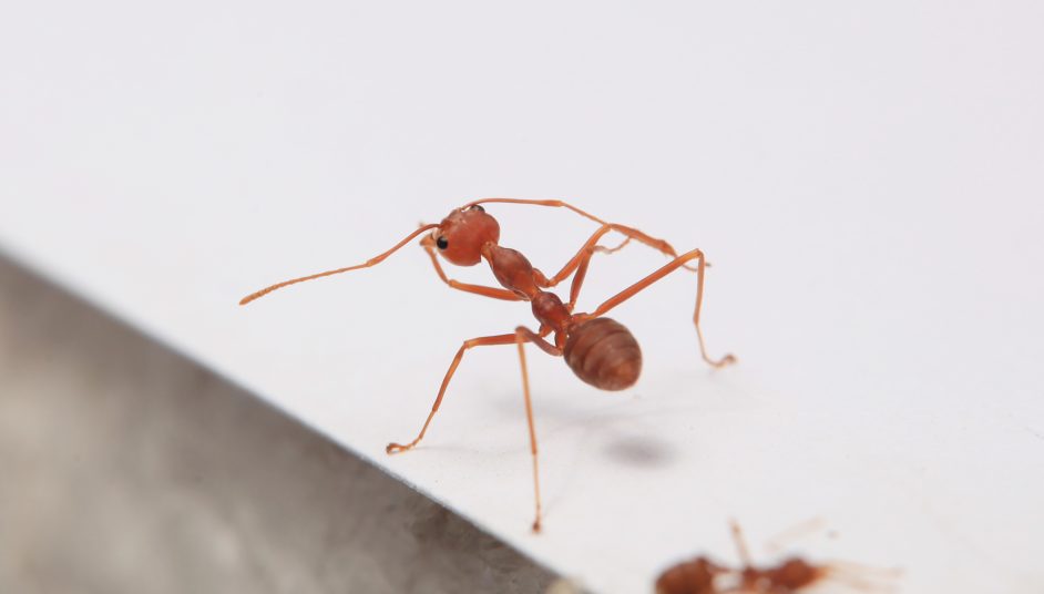 ants