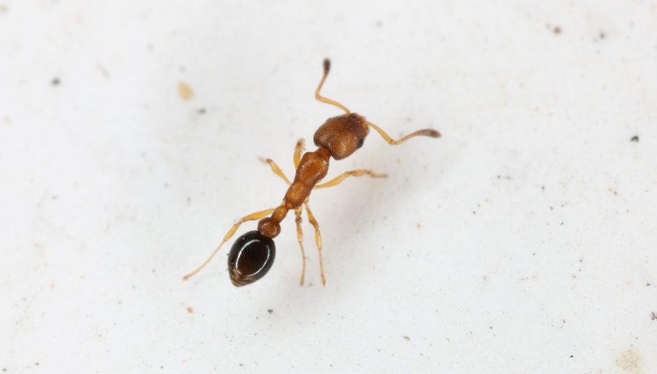 carpenter ant