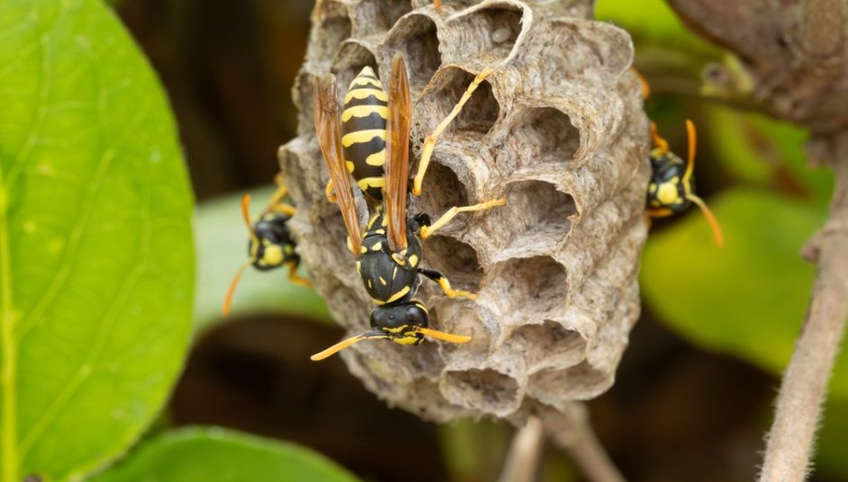 a wasp nest