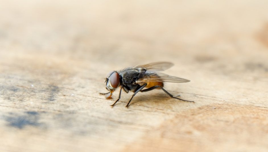 A fly on some wood