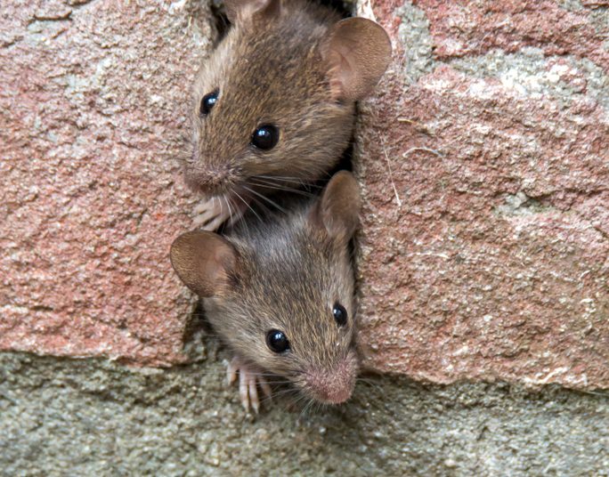 mice stuck in bricks