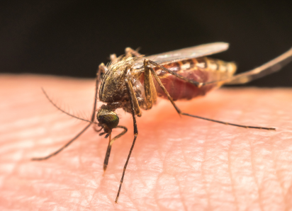 Mosquito on the hand of a person