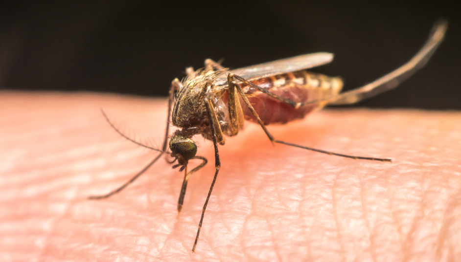 Mosquito on the hand of a person