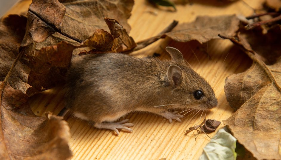 a mouse in leaves